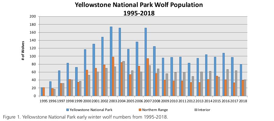 Yellowstone wolves quarter-century after - shortly about territoriality