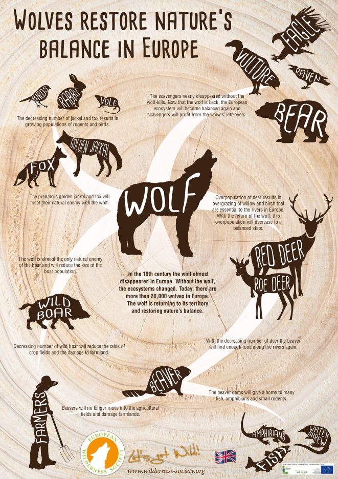 gray wolf science